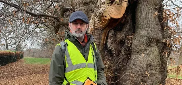 Matt Steinman, Arboricultural officer